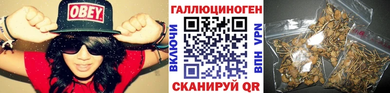 где можно купить   Ковылкино  Псилоцибиновые грибы Psilocybine cubensis 